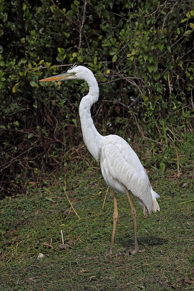 Great Blue Heron (White Morph) © Russ Chantler